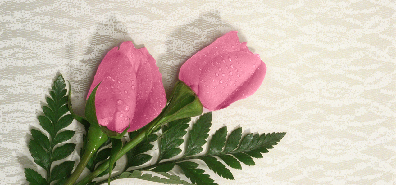 2 Roses Pink (Spanish)